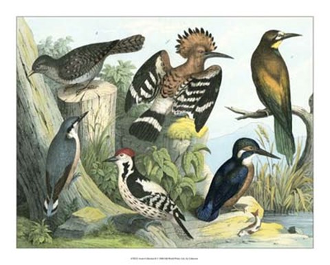 Framed Avian Collection II Print