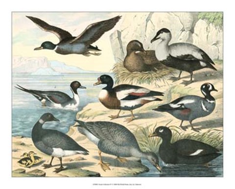 Framed Avian Collection IV Print