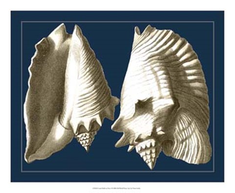Framed Conch Shells on Navy I Print