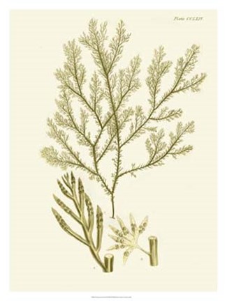 Framed Dramatic Seaweed I Print