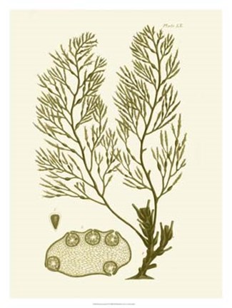 Framed Dramatic Seaweed IV Print