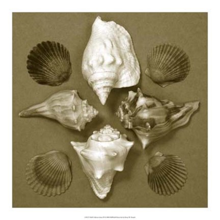 Framed Shell Collector Series III Print