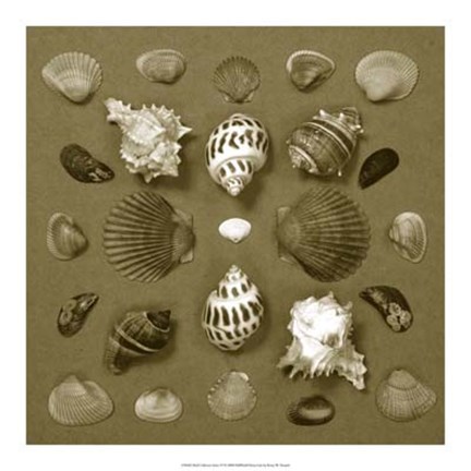 Framed Shell Collector Series VI Print