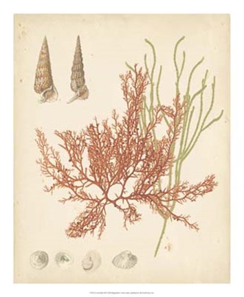 Framed Coastal Relic III Print