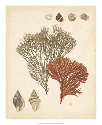 Framed Coastal Relic IV Print