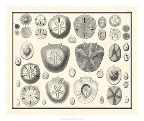 Framed Aegean Collection II Print