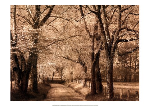 Framed Smokies Road Print