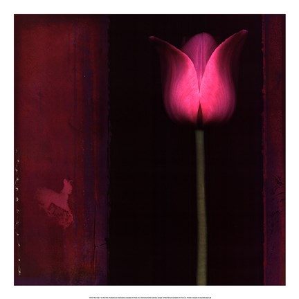 Framed Red Tulip I Print