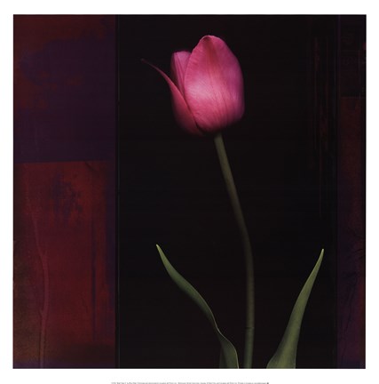 Framed Red Tulip II Print