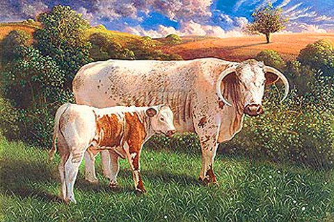 Framed Longhorn Cow And Calf Print
