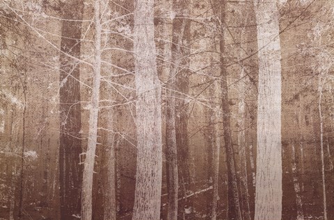 Framed Forest Mist Print