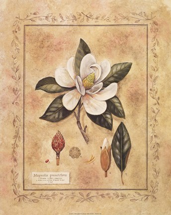 Framed Magnolia Grandiflora Print
