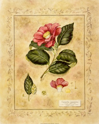 Framed Camelia Japonica Print