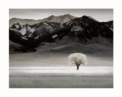 Framed Solitary Tree Print