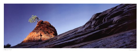 Framed Weeping Pine Print