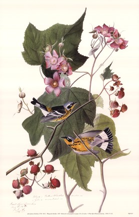 Framed Magnolia Warbler Print