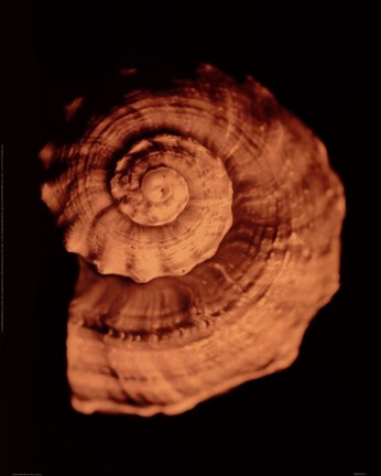 Framed Proteus Shell XIII Print