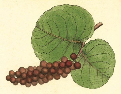 Framed Palmetto II Print