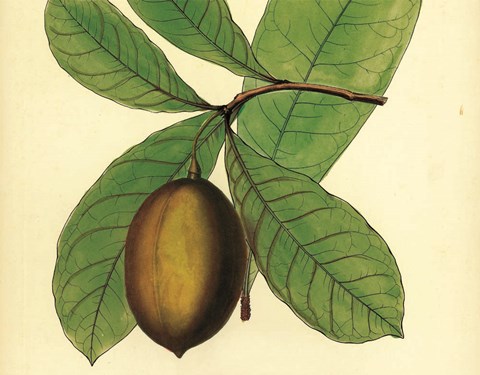 Framed Palmetto IV Print