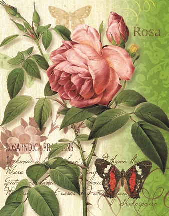 Framed Rose Splendor II Print