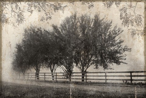 Framed Morning Shades I Print