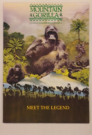 Framed Mountain Gorilla (IMAX) Print