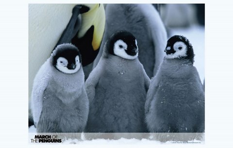 Framed March of the Penguins Baby Penguins Print