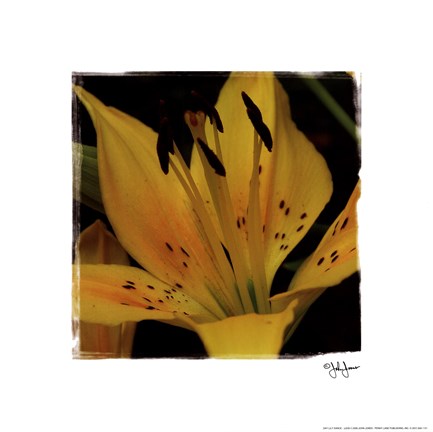 Framed Day Lily Dance Print