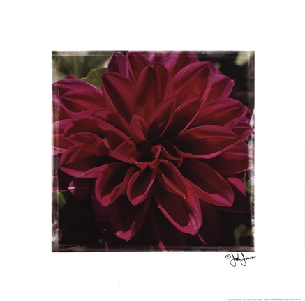 Framed Dahlia Delight Print