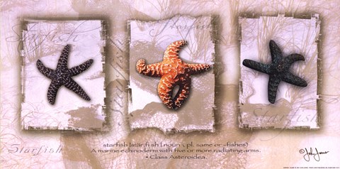 Framed Starfish Trio Print