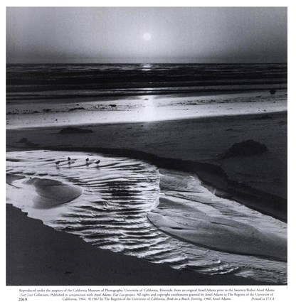 Framed Birds on the Beach Print