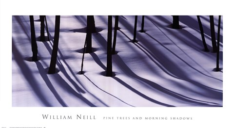 Framed Pine Trees and Morning Shadows Print