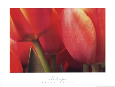 Framed Tulips Print