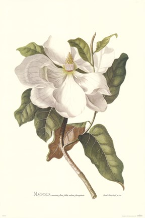 Framed Magnolia Maxime Flore Print