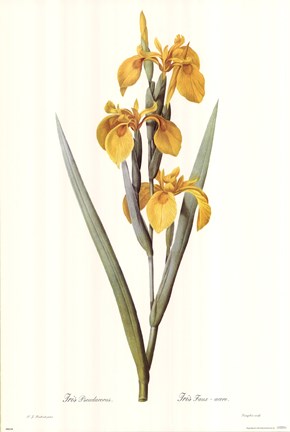 Framed Iris Pseudacorus Print