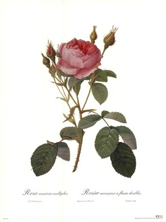 Framed Muscosa Multiplex Print