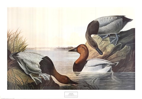 Framed Canvas Backed Duck Print