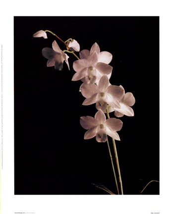 Framed Orchid Study III Print