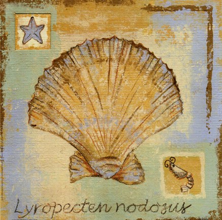 Framed Lyropecten Nodosus Print