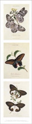 Framed American museum of natural history - Butterflies l Print