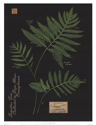 Framed Sensitive Fern Print