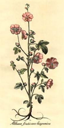 Framed Spanish Fruit Rose Print