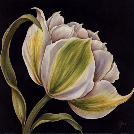 Framed Fleur Blanche Print