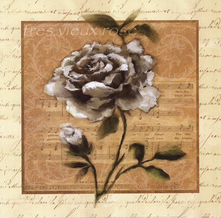 Framed White Rose Square Print