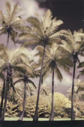 Framed Hawaiian Vintage II Print