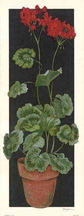 Framed Geranium II Print