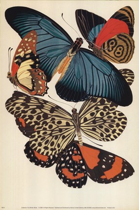 Framed Collection II Print