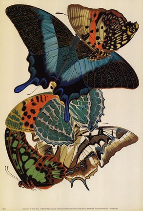 Framed Collection III Print