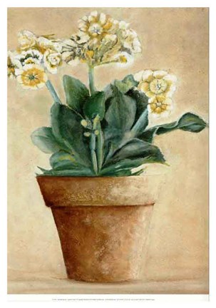 Framed Auricula Blanche Print
