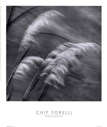 Framed Grasses In The Sky Print